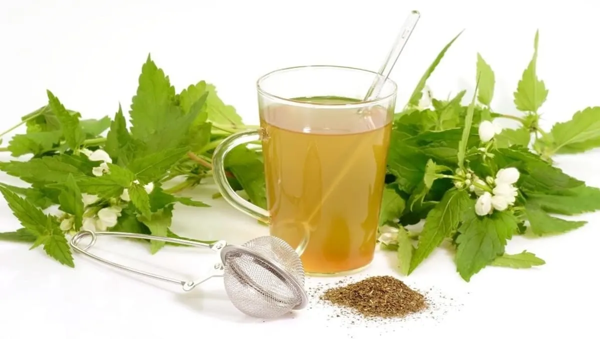 plantas medicinales