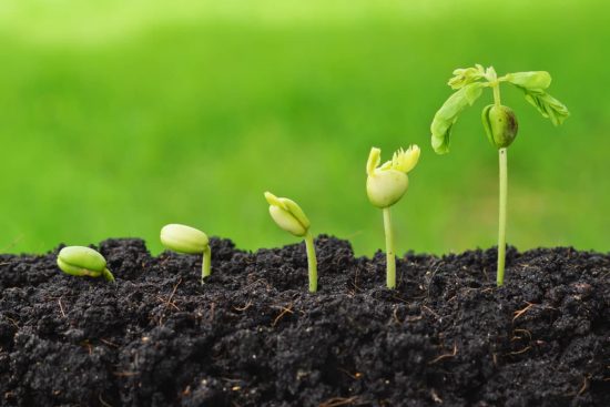 Cómo germinar semillas de mandarina paso a paso