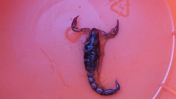 picadura de escorpion