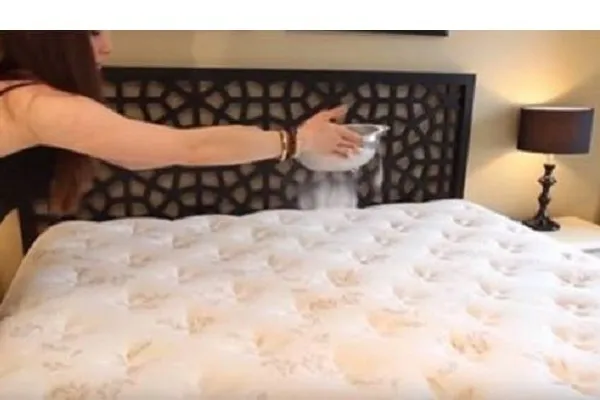 acaros bacterias cama