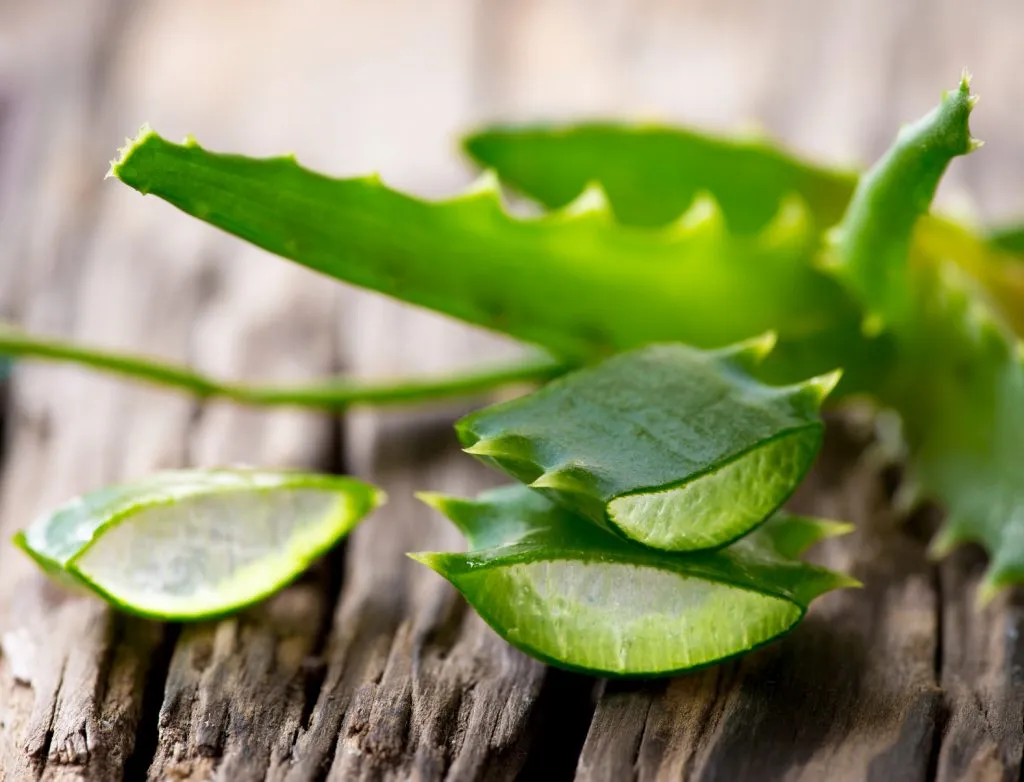 sabila aloe vera