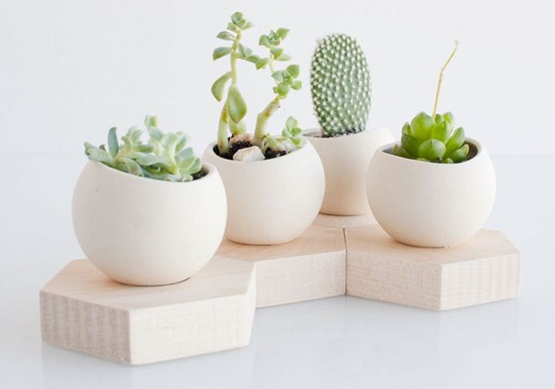 Cactus ubicados para sacar malas vibras