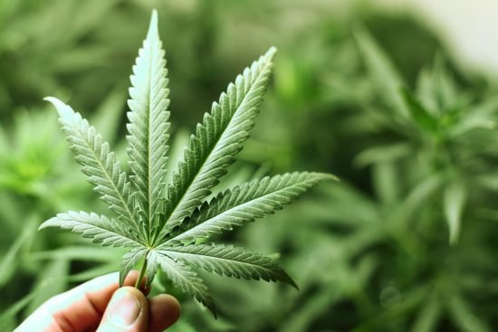 Cannabis medicinal: qué es y qué dice la ciencia sobre sus beneficios hoy 7 planta de marihuana