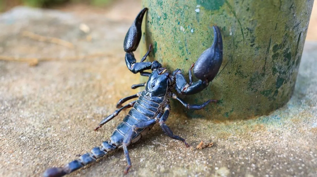 Alacranes: cómo prevenir la picadura de este arácnido nocturno