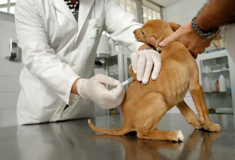 plan de vacunacion a cachorros