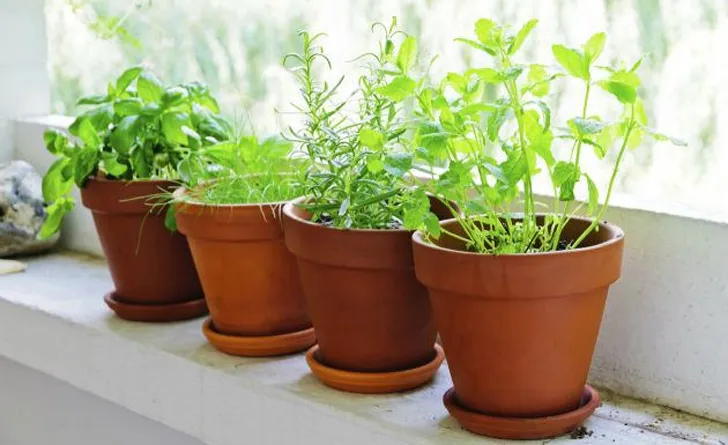 plantas medicinales con sus nombres
