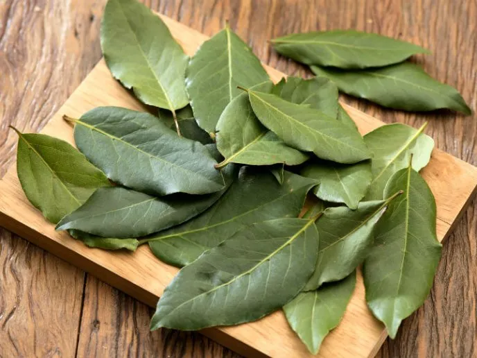 plantas medicinales para el vértigo