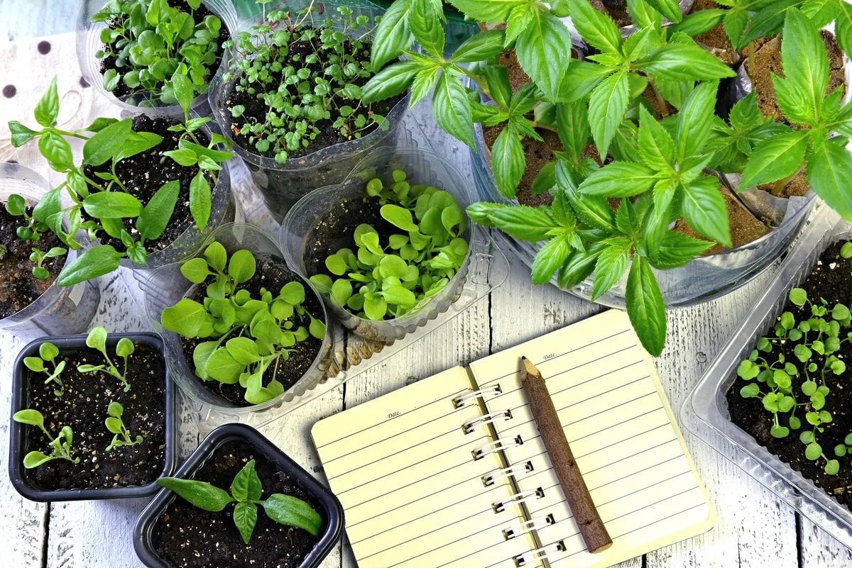 como regar las plantas