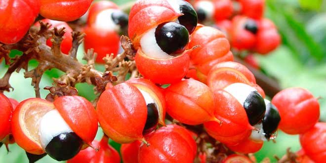 guarana
