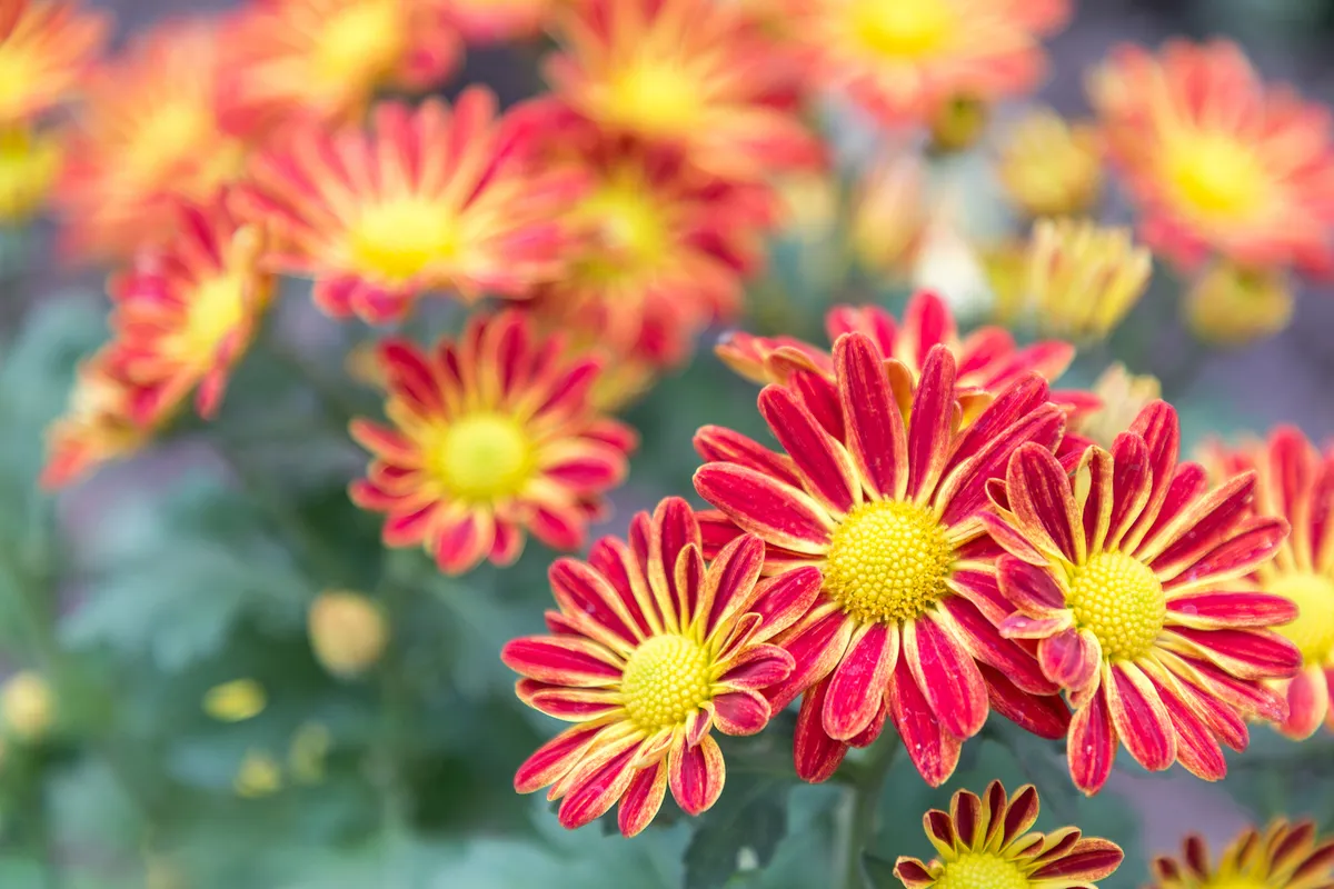 flores