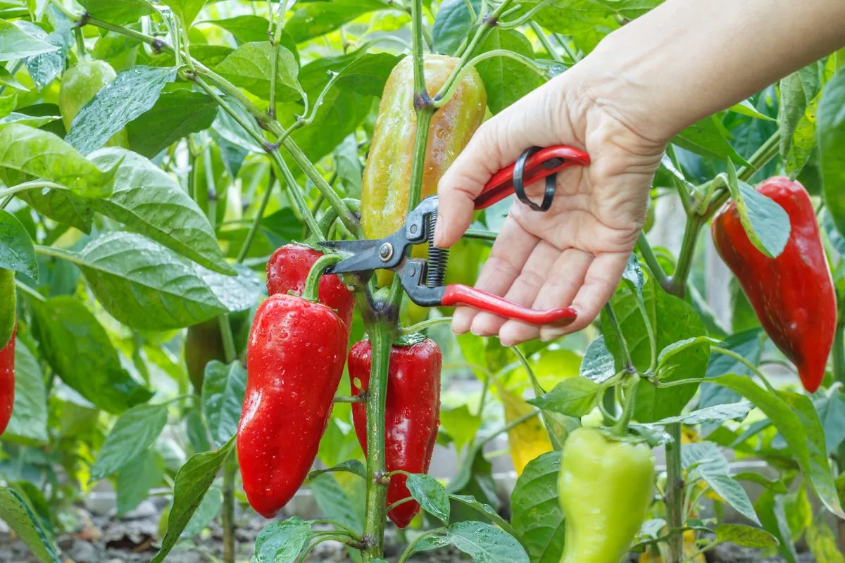 huerta de morrones