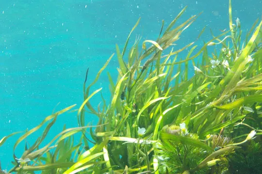 La espirulina es un alimento con muchas proteínas, minerales y vitaminas