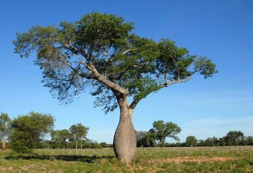 palo santo planta