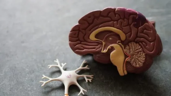 celulas madre neurología