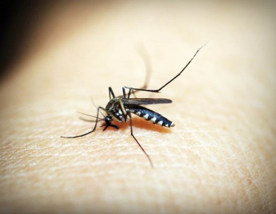 La ANMAT aprobó la vacuna japonesa contra el dengue en la peor epidemia de la historia 10