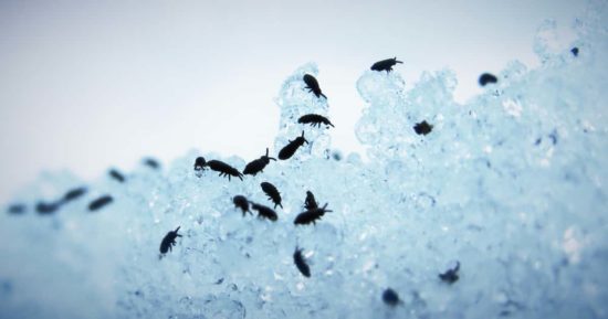 Picadura de pulga: cómo identificarla y qué hacer 7