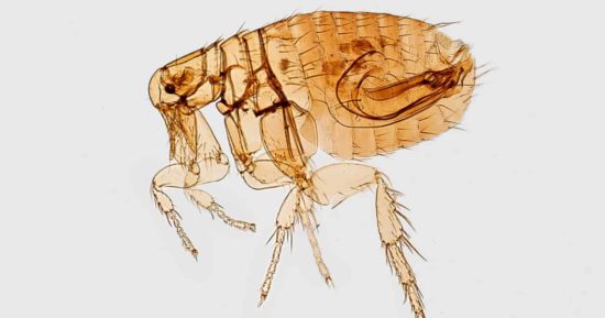 Picadura de pulga: cómo identificarla y qué hacer 10