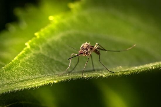 Cómo eliminar el mosquito del dengue y del zika: combate el aedes aegypti 1