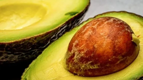 como plantar semillas de aguacate