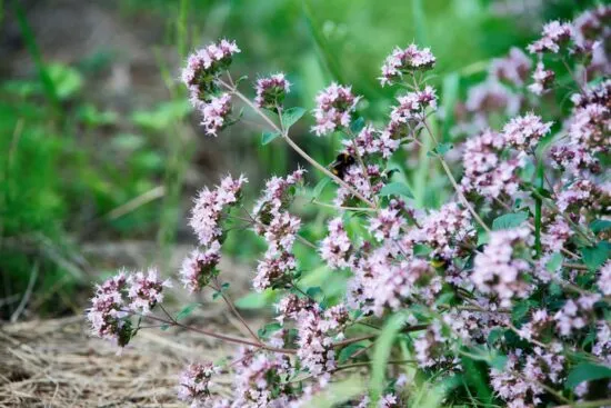 flor de orégano