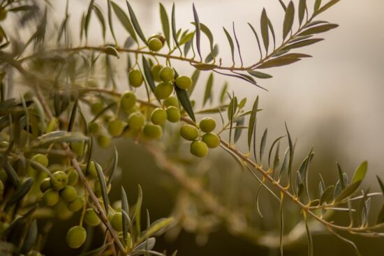 Propiedades del aceite de oliva extra virgen: usos y beneficios 2