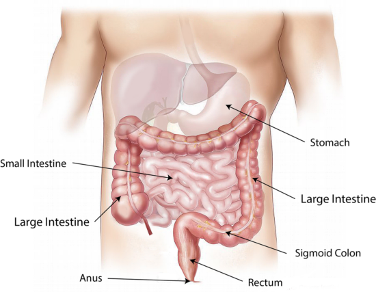 preparación dietética colonoscopia