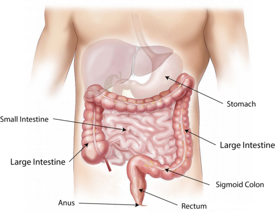 preparación dietética colonoscopia